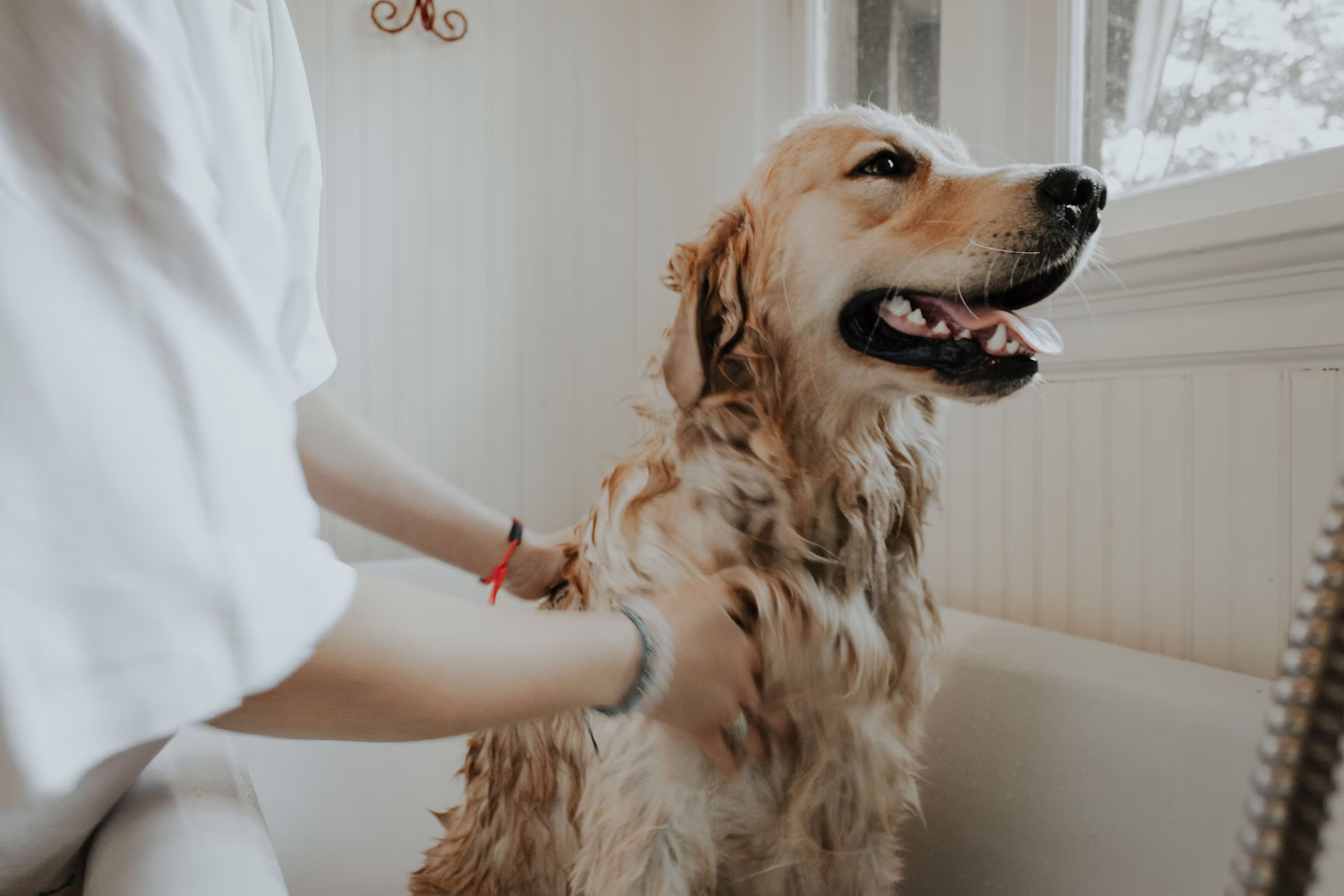 Professionelle Hundepflege in Janas Hundesalon Plodda – Golden Retriever beim Waschen